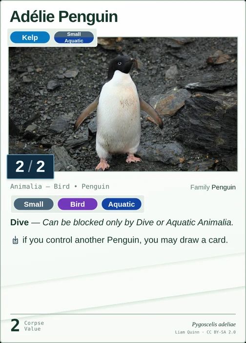 Adélie Penguin printed card
