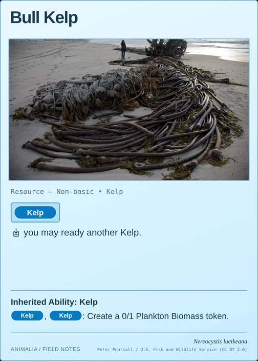 Bull Kelp printed card