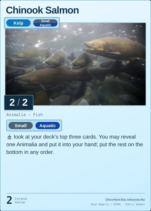 Chinook Salmon printed card