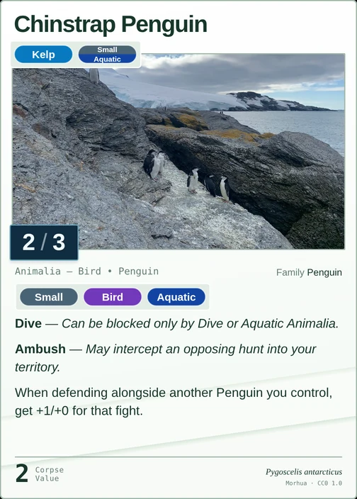 Chinstrap Penguin printed card