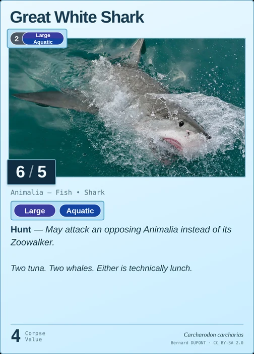 Great White Shark printed card