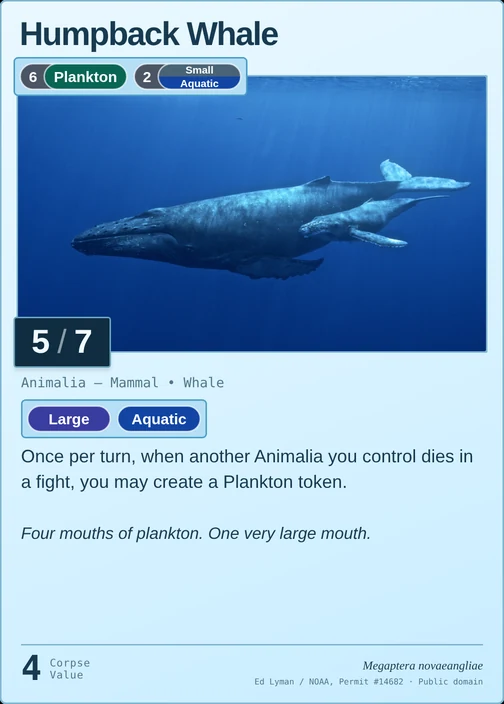 Humpback Whale printed card
