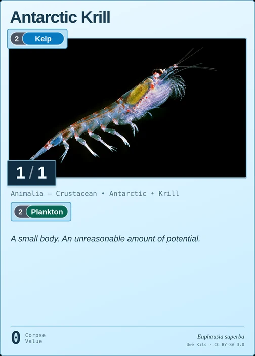 Antarctic Krill printed card