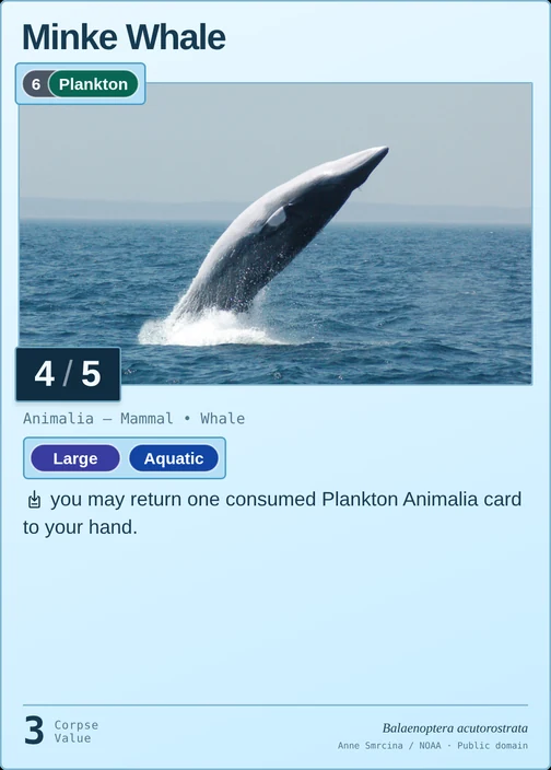 Minke Whale printed card
