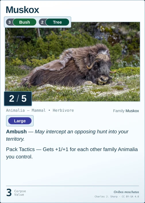 Muskox printed card