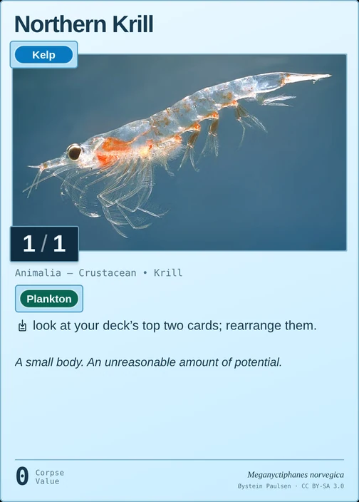 Northern Krill printed card