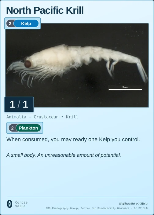North Pacific Krill printed card