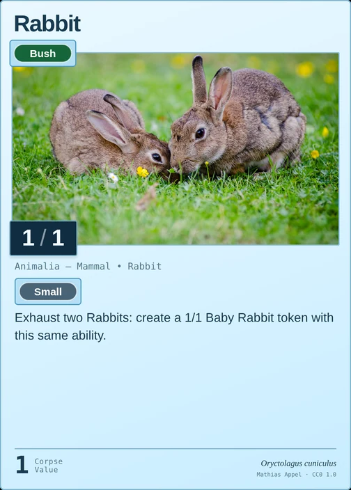 Rabbit printed card