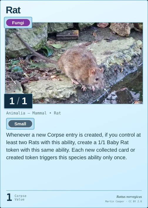 Rat printed card