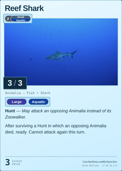 Reef Shark printed card