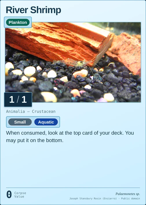 River Shrimp printed card