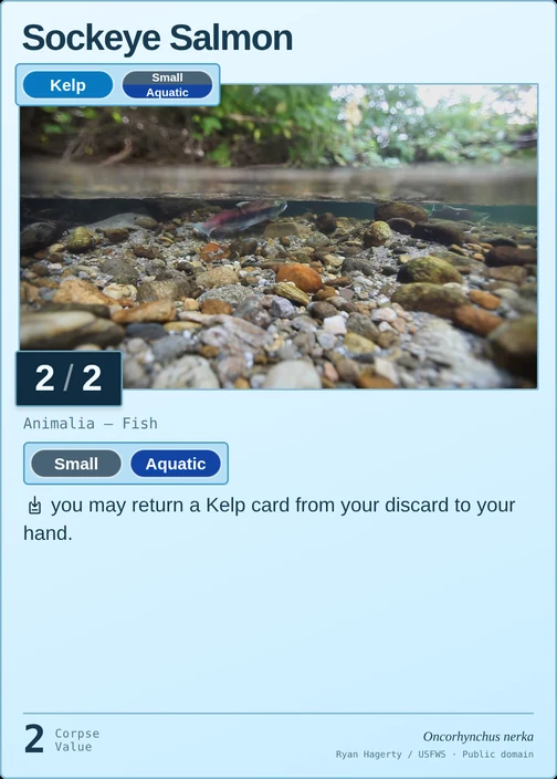 Sockeye Salmon printed card