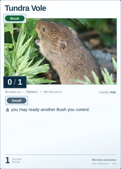 Tundra Vole printed card
